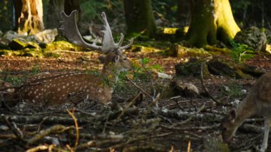 Doğal ortamda geyik avlamak. Kadın ve erkek. Geyik dama dama. Patlıcan bölgesindeki Vision Park, Fransa. Yavaş çekim