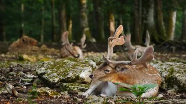 Erkek geyik, boynuzlu geyik doğal ortamda dinleniyor. Geyik dama dama. Patlıcan bölgesindeki Vision Park, Fransa. Yavaş çekim
