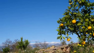 Olgun taze portakallı portakal ağacı dallara asılmış narenciye meyveleri. İspanyol doğa manzarası