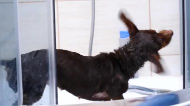 Küçük mutlu köpek banyo yaptıktan sonra suyu silkeliyor..