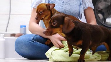 Küçük köpekleri ile ilgilenen, banyo yaptıktan sonra havlu kullanan bir kadın..