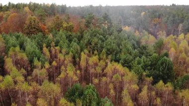 Hava görüntüsü. Sonbahar ormanı üzerinde uçuş, yeşil turuncu ağaç tepeleri. Avrupa, Polonya pomerania, kashubia manzarası.