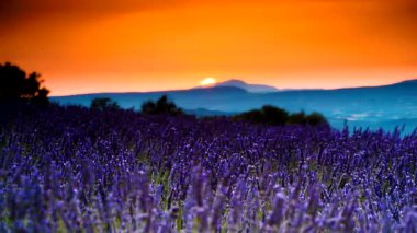 Gün batımında lavanta tarlası, ufukta dağlar. Valensole Platosu, Fransa 'da Provence. Seyahat bölgesi.