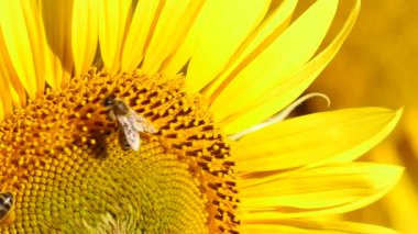 Bal arısı ve sarı çiçekten oluşan makroyu kapat. Arılar sarı ayçiçeğinde polen topluyor.