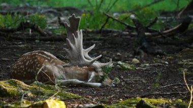 Erkek geyik doğal ortamda boynuzlu geyik. Geyik dama dama. Patlıcan bölgesindeki Vision Park, Fransa. Yavaş çekim