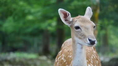 Bekar bir kadın doğal ortamda geyik düşürür. Geyik dama dama. Patlıcan bölgesindeki Vision Park, Fransa. Yavaş çekim