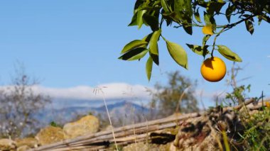 Olgun taze portakallı portakal ağacı dallarda turunçgil meyvesi. İspanyol doğa manzarası