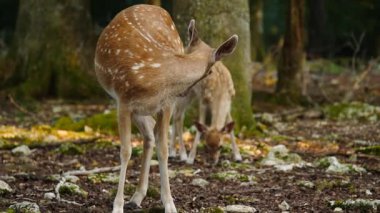Fallow geyik anne ve bebeği doğal ortamda. Geyik dama dama. Patlıcan bölgesindeki Vision Park, Fransa. Yavaş çekim