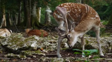 Doğal ortamda geyik avlamak. Kadın ve erkek. Geyik dama dama. Patlıcan bölgesindeki Vision Park, Fransa. Yavaş çekim