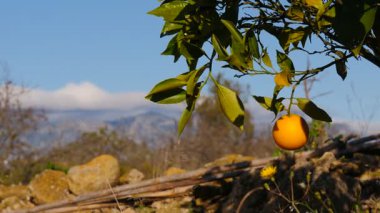 Dağlara karşı portakal ağacı