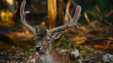 Erkek geyik doğal ortamda boynuzlu geyik. Geyik dama dama. Patlıcan bölgesindeki Vision Park, Fransa. Yavaş çekim