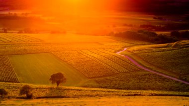 Gün batımında üzüm bağları manzarası, Jura şarabı bölgesi, doğu Fransa 'da bourgogne-franche-comte. Bakış açısına göre Belvedere du vigNoble in pupillin.
