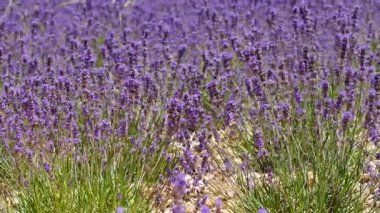 Lavanta çiçeği kokulu tarlalar. Fransa 'da Provence.
