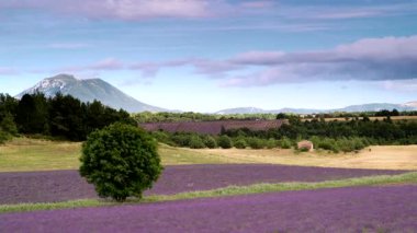 Kırsal arazide, lavanta tarlaları ve ufukta dağlarla hareket eden bulutların zaman akışı. Puimoisson Bölgesi, Plato Valensole, Fransa 'da Alpes de Haute Provence.