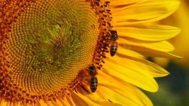 Bal arısı ve sarı çiçekten oluşan makroyu kapat. Arılar sarı ayçiçeğinde polen topluyor.
