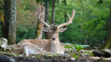 Erkek geyik doğal ortamda boynuzlu geyik. Geyik dama dama. Patlıcan bölgesindeki Vision Park, Fransa. Yavaş çekim