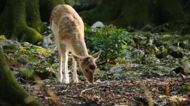 Doğal ortamda genç, nadasa bırakılmış geyik. Geyik dama dama. Patlıcan bölgesindeki Vision Park, Fransa. Yavaş çekim