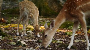 Dişi geyik doğal ortamda düştü. Geyik dama dama. Patlıcan bölgesindeki Vision Park, Fransa. Yavaş çekim