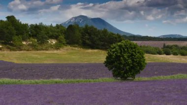 Kırsal kesimde lavanta tarlaları ve ufukta dağlarla birlikte. Puimoisson Bölgesi, Plato Valensole, Fransa 'da Alpes de Haute Provence.