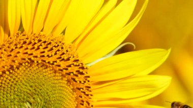 Sarı çiçek ayçiçeği ve bal arısının polen topladığı makroyu kapatın. Yavaş çekim