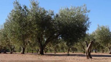 Geleneksel zeytin ağaçları çiftliği. İspanyol doğa manzarası