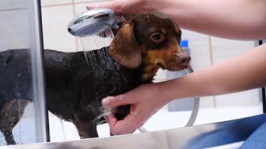 Küçük köpeğini banyoda yıkayan bir kadın. Hayvanla ilgilenen dişi..