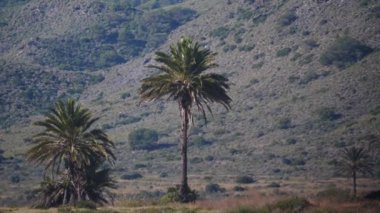 Sıcak, titrek bir havada, arka planda bir palmiye ağacı. İspanya doğa manzarası, Murcia 'daki Calblanque doğal parkı..