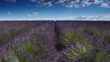 Lavanta tarlalarının üzerinde beyaz bulutlar olan mavi gökyüzü ufka kadar uzanıyor. Provence Fransa 'nın kırsal kesiminde. Çiçek mevsimi. Tatil gezisi için Fransız eğlencesi.