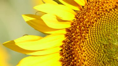 Bal arısı ve sarı çiçekten oluşan makroyu kapat. Arılar sarı ayçiçeğinde polen topluyor.