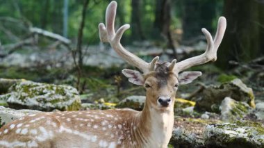 Erkek geyik doğal ortamda boynuzlu geyik. Geyik dama dama. Patlıcan bölgesindeki Vision Park, Fransa. Yavaş çekim