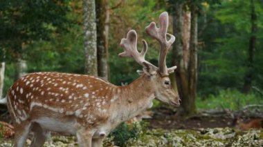 Erkek geyik doğal ortamda boynuzlu geyik. Geyik dama dama. Patlıcan bölgesindeki Vision Park, Fransa. Yavaş çekim