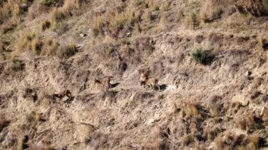 Vahşi keçiler, kıyı kayalıklarında İspanyol dağ keçileri, maro cerro gordo doğal alanı, Endülüs nerja İspanya.