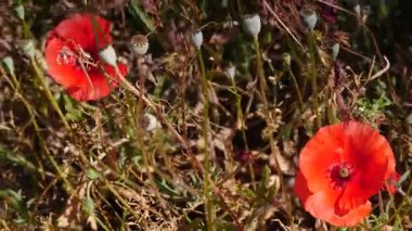 Kırmızı gelincik çiçekleri, yeşil çayırda yabani gelincikler.