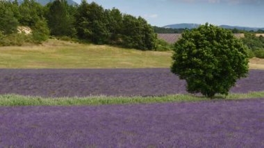 Kırsal kesimde lavanta tarlaları ve ufukta dağlarla birlikte. Puimoisson Bölgesi, Plato Valensole, Fransa 'da Alpes de Haute Provence.