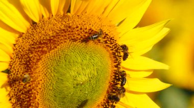 Bal arısı ve çiçek. Bir sürü arı sarı ayçiçeğinde polen topluyor. Fransa 'daki Provence. Yavaş çekim