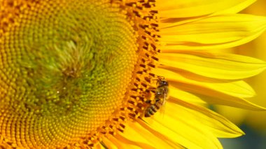 Sarı çiçek ayçiçeği ve bal arısının polen topladığı makroyu kapatın. Yavaş çekim