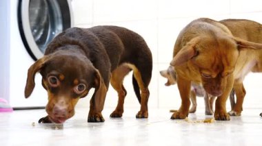 Yerden yemek yiyen küçük komik köpekler besleniyorlar ve mutlular..