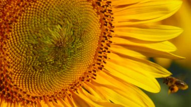 Bal arısı ve sarı çiçekten oluşan makroyu kapat. Arılar sarı ayçiçeğinde polen topluyor.