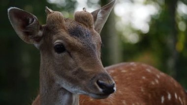 Genç erkek geyik doğal ortamda nadasa düşer. Geyik dama dama. Patlıcan bölgesindeki Vision Park, Fransa. Yavaş çekim