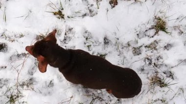 Küçük dachshund safkan uzun bacaklı kısa bacaklı küçük köpek kışın dışarıda, kar yağıyor..