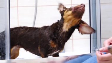 Küçük mutlu köpek banyo yaptıktan sonra suyu silkeliyor..