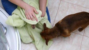 Küçük sıçan köpeğiyle ilgilenen, banyoda yıkandıktan sonra havlu kullanan bir kadın..
