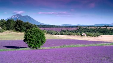 Kırsal arazide, lavanta tarlaları ve ufukta dağlarla hareket eden bulutların zaman akışı. Puimoisson Bölgesi, Plato Valensole, Fransa 'da Alpes de Haute Provence.