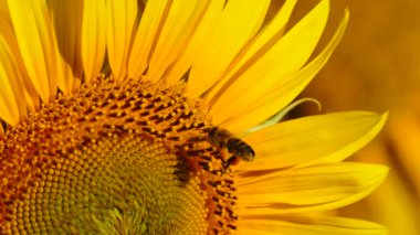 Bal arısı ve sarı çiçekten oluşan makroyu kapat. Arılar sarı ayçiçeğinde polen topluyor.