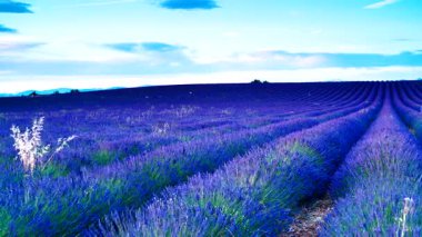 Akşam ışığında lavanta tarlaları, provence, valensole plato. Mor renkli tarlalar çiçek açıyor. Seyahat bölgesi.