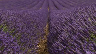 Lavanta çiçeği kokulu tarlalar. Fransa 'da Provence.