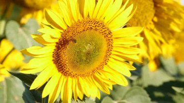 Sarı çiçek ve bal arısı. Fransa 'daki Provence. Yavaş çekim