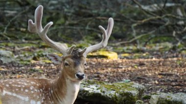 Erkek geyik doğal ortamda boynuzlu geyik. Geyik dama dama. Patlıcan bölgesindeki Vision Park, Fransa. Yavaş çekim