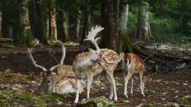 Doğal ortamda geyik sürüsü. Kadın ve erkek. Geyik dama dama. Patlıcan bölgesindeki Vision Park, Fransa. Yavaş çekim