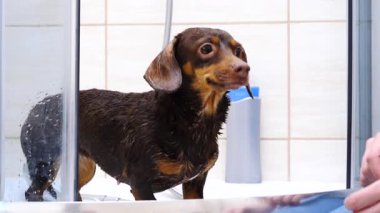 Küçük mutlu köpek banyo yaptıktan sonra suyu silkeliyor..